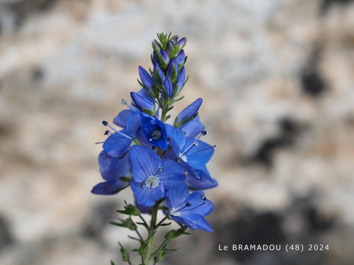 Speedwell, Orsini's flower